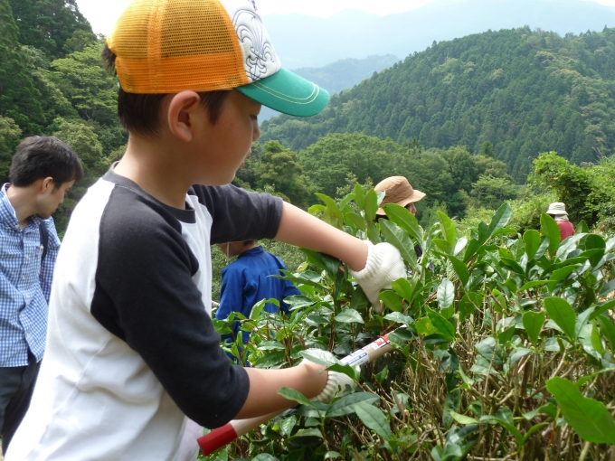 【写真】お茶の葉に触れてお茶づくりに取り組む子ども。