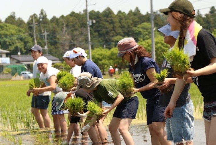 【写真】一列に並んで田植えをする人々。和やかな空気が流れている。