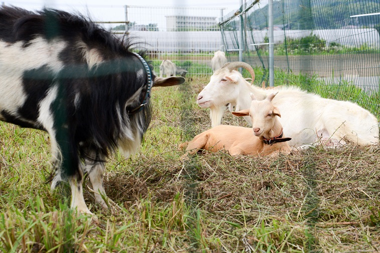 【写真】ヤギが三匹いて、穏やかな空気が流れている