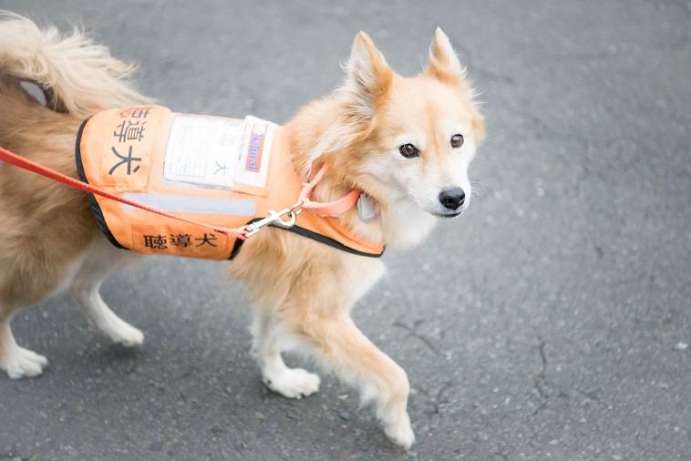 【写真】盲導犬と書かれたケープを着て道路を歩くあみのすけ